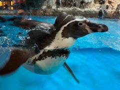 -帝企鹅自助餐厅•儿童岛•真企鹅(长隆企鹅酒店)