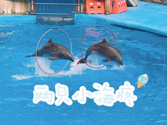 -海合安成都极地海洋公园