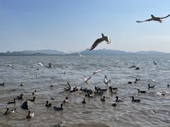 -深圳湾公园(南山区)
