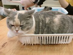 -藦茜花园宠物主题亲子互动体验馆(国顺东路店)