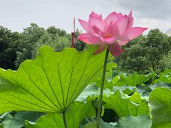 -陈家山荷花公园