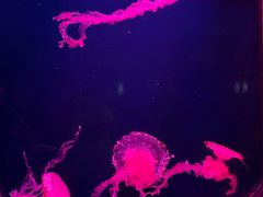 -西安曲江海洋极地公园