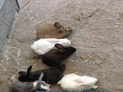 -西霞口神雕山野生动物世界