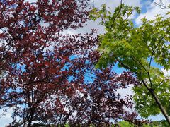 -昆山城市生态森林公园