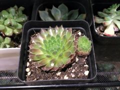 -密讯馆密室逃脱&换装侦探剧(环球港旗舰店)