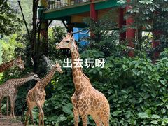 -广州长隆野生动物世界