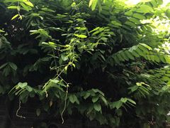 -佛山顺德香云纱园林酒店(清晖园店)