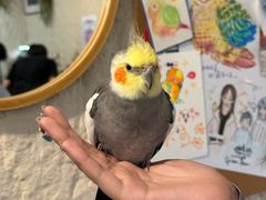 -吉丁鸟咖·异宠·寄养
