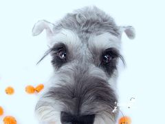 -超宠爱宠物摄影-Super pet