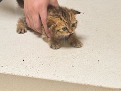 -宠颐生宠物医院·骨外科·犬猫全科诊疗中心(池州店)