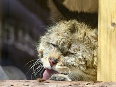 -青藏高原野生动物园