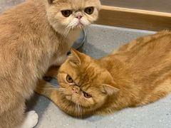 -飞行喵MR PILOT|猫舍·猫咖(静安大融城店)