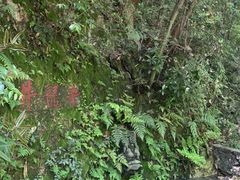 -十八棵（老龙井）御茶园(老龙井店)