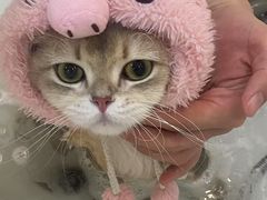 -momokira米努特·德文卷毛猫·棉花面纱犬