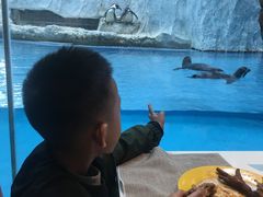 -帝企鹅自助餐厅•儿童岛•真企鹅(长隆企鹅酒店)