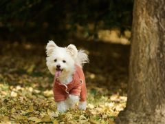 -派特宠物医院(圆融广场店)