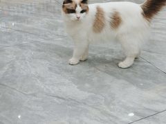 -芭比堂动物医院·24小时·眼科中心(深圳中心)