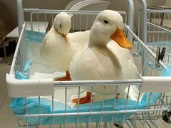 -怪兽屋·羊驼·猫咖·狗咖(俊华广场店)