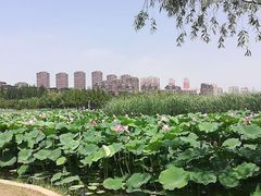 -前关湿地公园