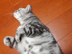 -康乐宝动物医院