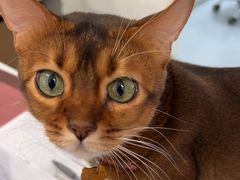 -喜多萌中农锦绣动物医院24H·猫科·牙科MRI·CT