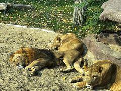 -北京野生动物园