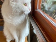 -有猫主题·治愈系猫咖(曾厝垵店)