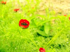 -枫林花海