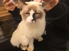 -猫色咖啡·猫咖