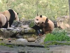 -都江堰中华大熊猫苑