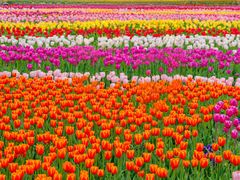 -荷兰花海
