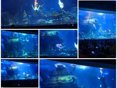 -多彩贵州城极地海洋世界