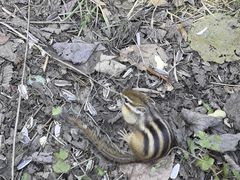 -五营红松林海景区