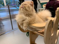 -飞行喵MR PILOT|猫舍·猫咖(静安大融城店)