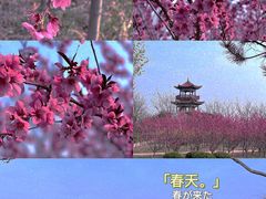 -南大港湿地风景区