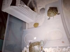 巴西龟-曲阳花鸟市场(曲阳路店)