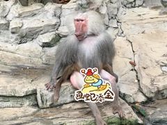 -广州长隆国际大马戏