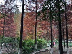 -重庆彩云湖湿地公园