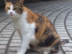 -彩虹桥宠物火化殡葬善终服务(金乐大厦店)