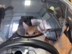 -瑞派福兴宠物医院犬猫全科·骨科·中西医结合(河东店)