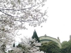 -武汉大学-樱园