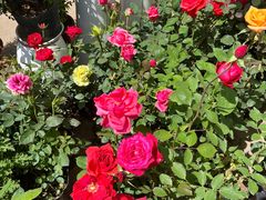 -金陵花卉交易市场