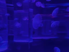 -海合安武汉极地海洋公园