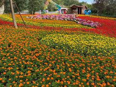 -铁山坪森林公园