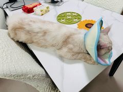 -瑞派·关忠动物医院·猫专科·犬专科(三环新城店)