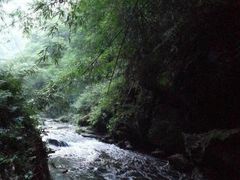 -芦沟竹海