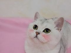 -喵zoo家庭繁育猫舍(尖东智能花园店)