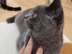 -猫咪派对(江南西店)
