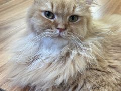 -MOCHA明星猫咖(田子坊店)