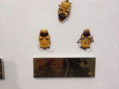 iphone_upload_pic-上海昆虫博物馆